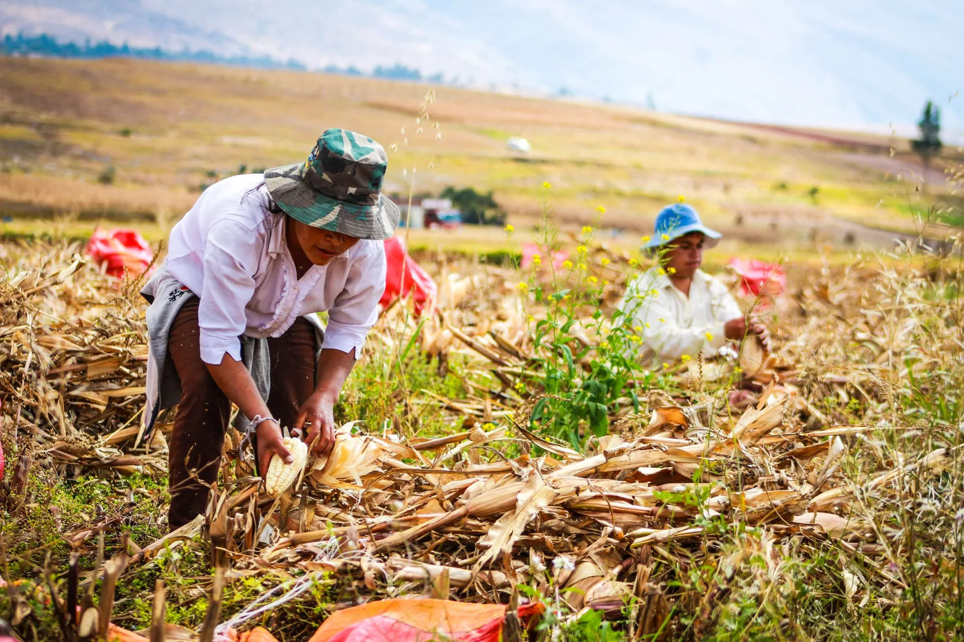 Agricultores trabajando en el campo