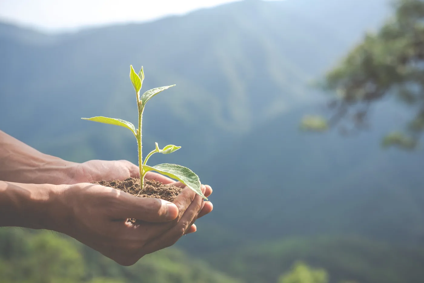 Manos sosteniendo una planta joven